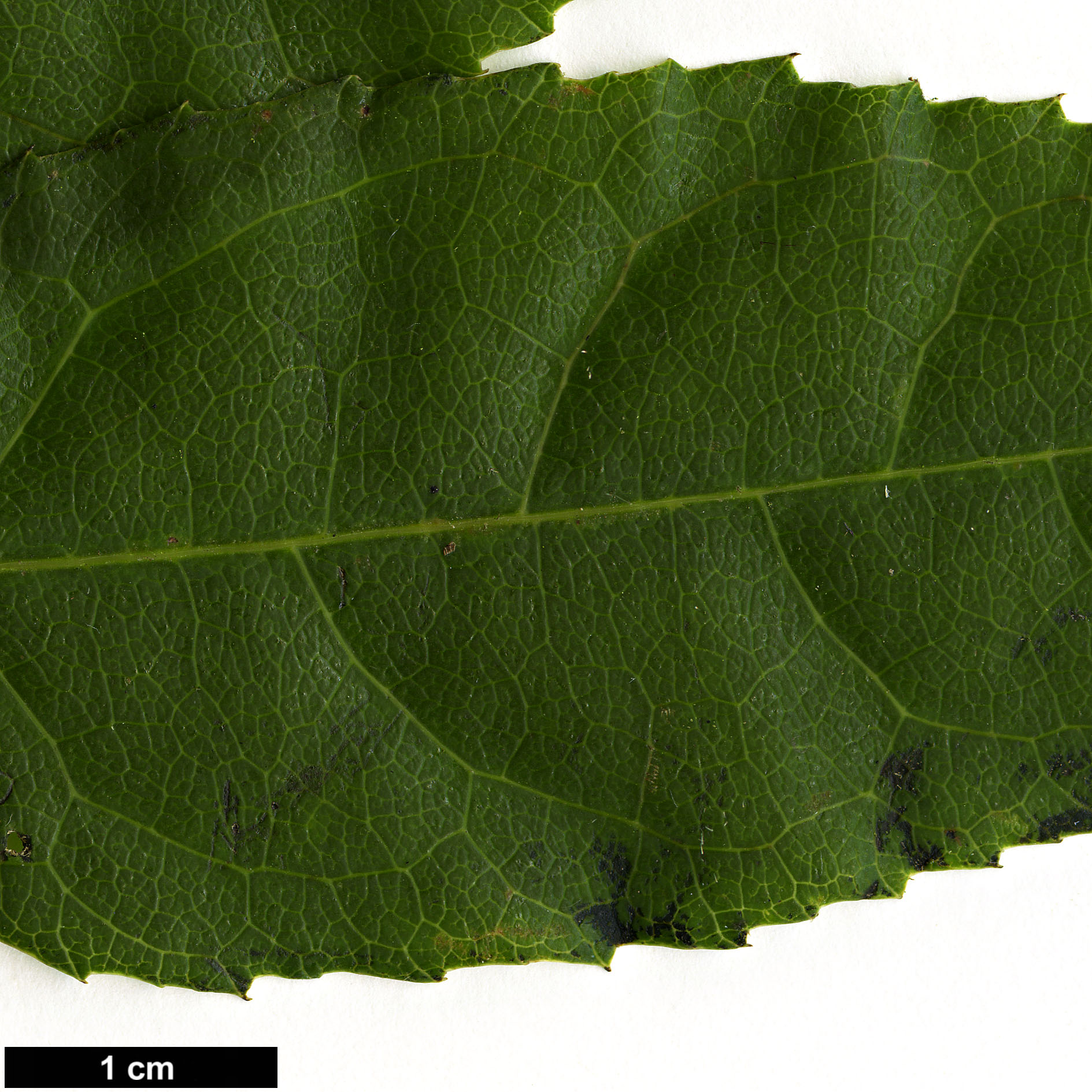 High resolution image: Family: Araliaceae - Genus: Eleutherococcus - Taxon: leucorrhizus